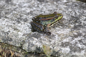frog