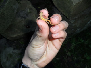 amphibian