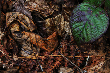Autumn leaf