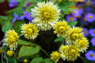 flowers in autumn, yellow chrysanthemums grow whisk in the garden