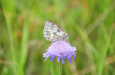 Schachbrett (Melanargia galathea)