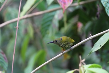 Purple-naped Sunbird (Hypogramma hypogrammicum) in Borneo, Malaysia - ムナフタイヨウチョウ