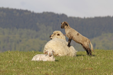 Lämmer mit ihrer Mutter