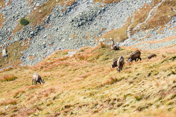 Fototapeta na wymiar wild goats in the mountains