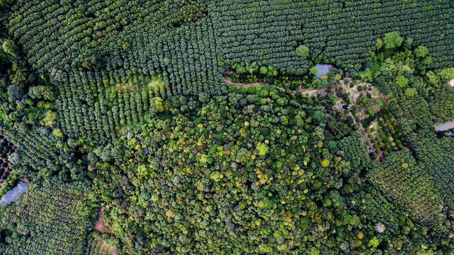 Fototapeta Aerial landscape, wild forest in Thailand