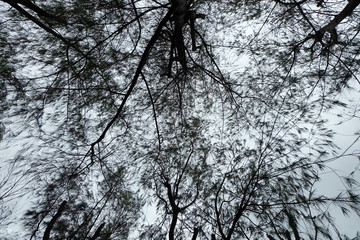  Branches with the sky