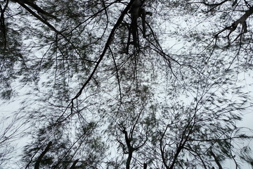 Obraz premium Branches with the sky