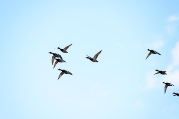 ducks flying in blue sky