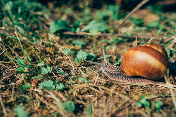 Snail crawling on ground