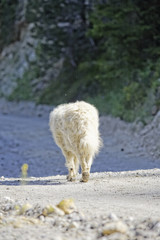 Obraz premium chien patou