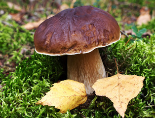 White mushroom in forest in autumn