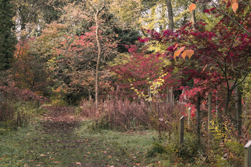 Autumn woodland arboretum © kim