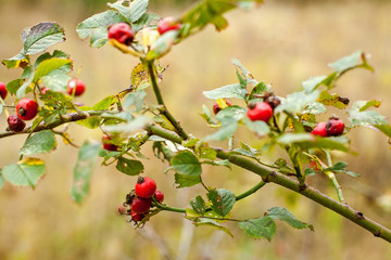 The berries of wild dogrose on a cloudy autumn day