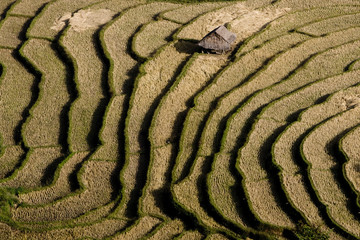 Rice Field