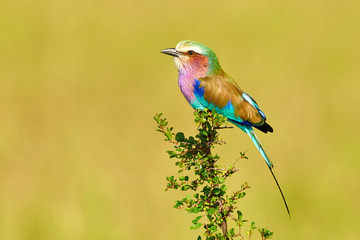 Lilac breasted roller