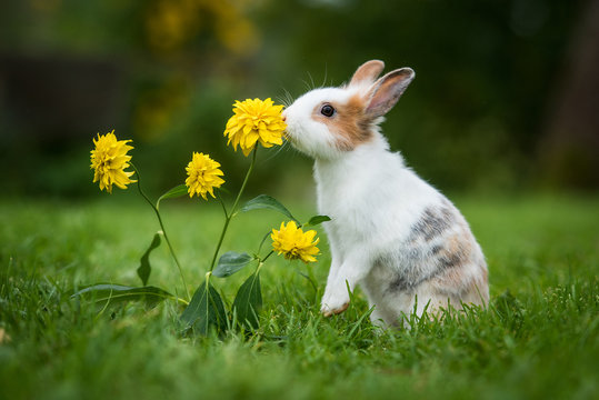 Little rabbit smelling a flower in the garden