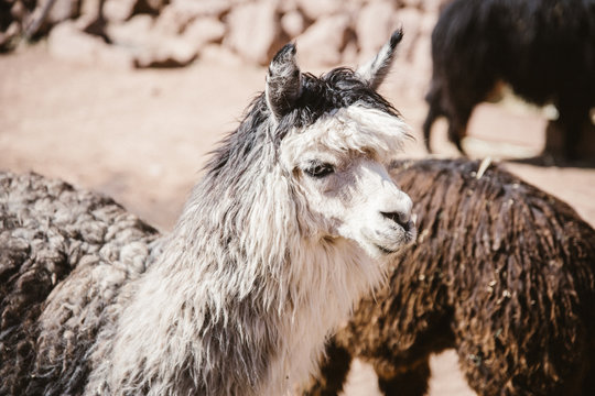 Lamas & Alpakas