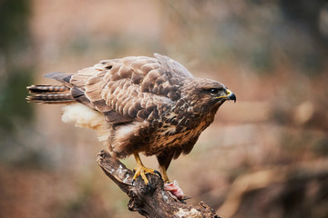 Buzzard perched on a branch