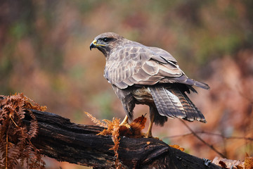 Buzzard perched on a branch