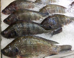 Frozen Nile Tilapia Fish in a Pile of Ice
