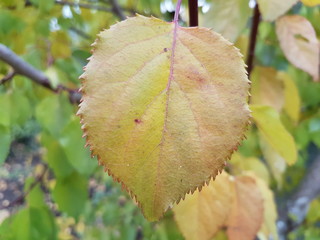 Осенний лист