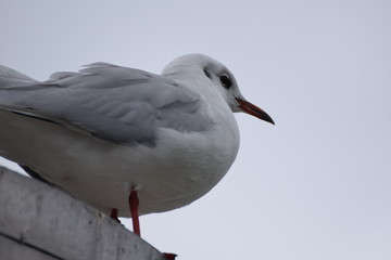 Seagull bird close-up