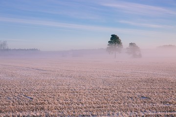 Fototapeta premium Morning winter landscape. Snow trees and frosty fog on the field.