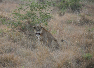 Angry lioness looking at us