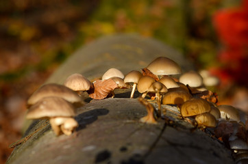 Pilze auf Baumstamm