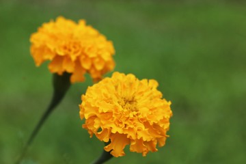 selective focus and  blurry close up  of Marigolds flowers.Yellow Flower.