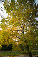 Жёлтый клён в октябре