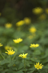 Lesser celandine (Ranunculus ficaria)