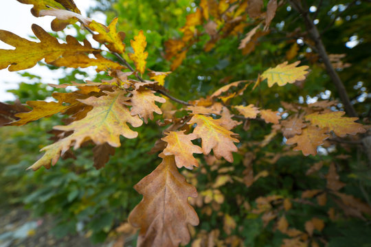Жёлтые листья дуба на ветке