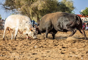 Bull fighting in Fujairah