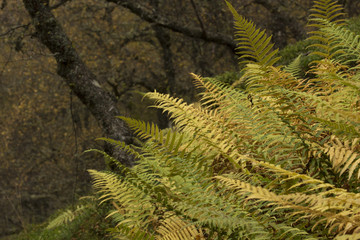 ferns with autumn orange colour
