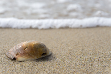 Muschel liegt im Strandsand mit Wellen im Hintergrund