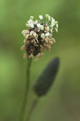 Close up of ribwort plantain (Plantago lanceolata) flower head