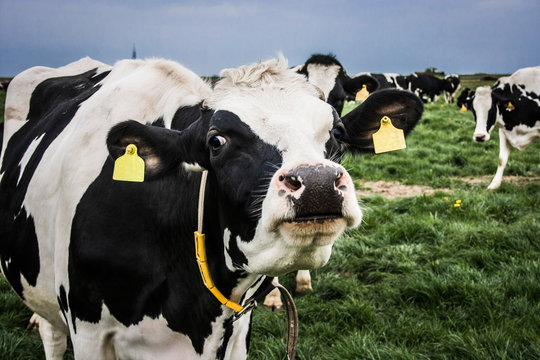 Holstein dairy cow with a cute funny face on the field. On the background there are other cows.