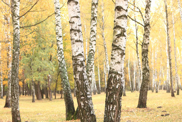 beautiful scene in yellow autumn birch forest in october with fallen yellow autumn leaves and dry herb