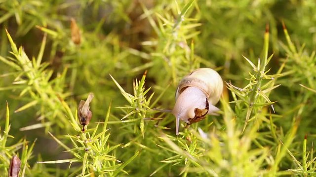 snail feeding on a thorny wild plant (Ulex densus)