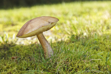 Plakat Mushrooms in an autumn mushroom forest.