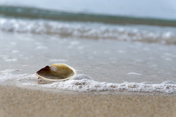 Fototapeta na wymiar Muschel liegt am Strand im Wasser