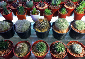 Fototapeta premium Various Kinds of Cactus in Small Pots