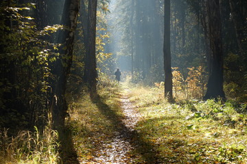 Fototapeta premium Туманное утро в лесу