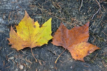 Feuille de Châtaignier


Feuille de Châtaignier
