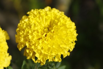 selective focus and  blurry close up  of Marigolds flowers.Yellow Flower. Marigold flowers King Rama 9 Thailand