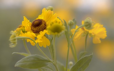  Gelbe Blumen - Makro der Sonnenbraut  ( Helenium )