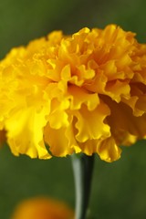 selective focus and  blurry close up  of Marigolds flowers.Yellow Flower