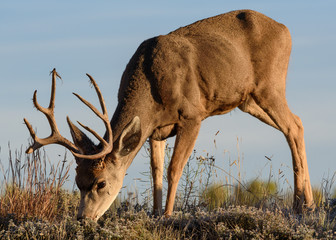 Mule Deer Buck Having Breakfast on a Sunny Morning