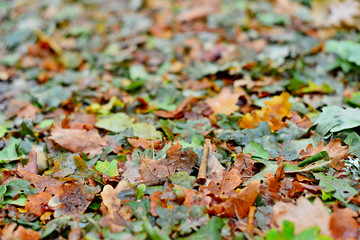 Autumn forest fruit background. Acorns on tree bark and autumn colorful leaves with copyspace. background and texture of trees, bark and boards
